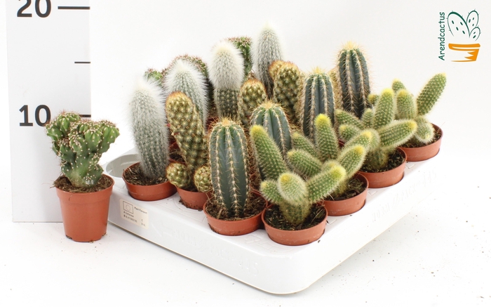 <h4>CACTUS GEM</h4>
