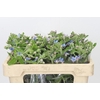 Oxypetalum Tweedia Blue