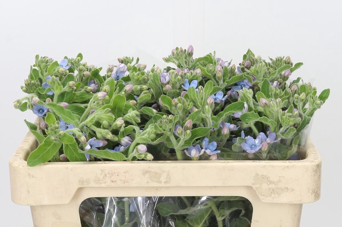 Oxypetalum Tweedia Blue