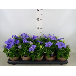 Platycodon grand. 'Astra Blue'