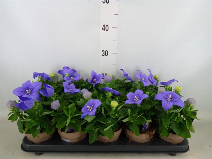 <h4>Platycodon grand. 'Astra Blue'</h4>