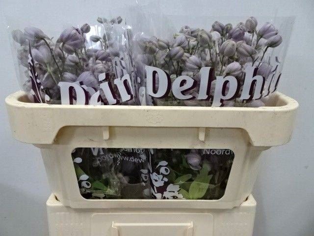 <h4>DELPH DU DEW FLAMING</h4>