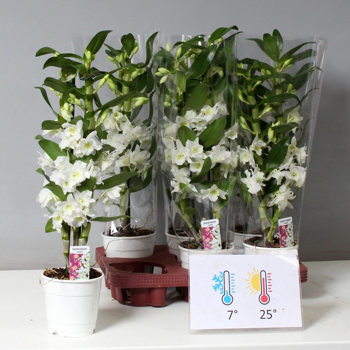 <h4>DENDR N SC APOLLON</h4>