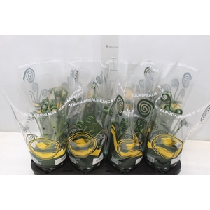 ALBUCA SPIRALIS P14 SEM FLOR