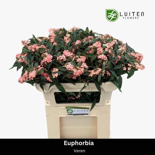 <h4>EUPH FU PINK BARON</h4>