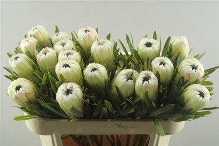 <h4>Protea White Night</h4>