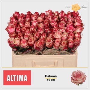 R GR PALOMA