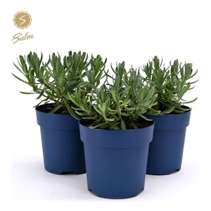 Lavandula Felice
