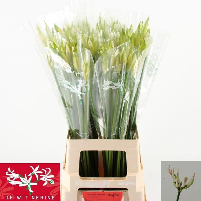 <h4>Nerine Biancaneve</h4>