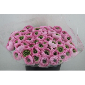 Ran Cloni Ex Confetto San Mauro