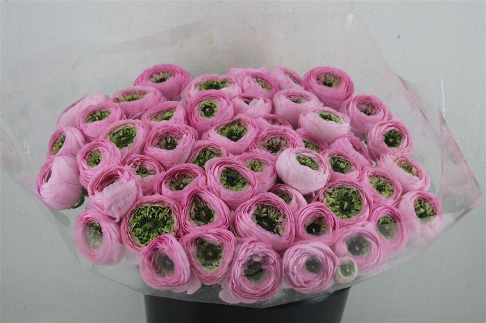 <h4>Ran Cloni Ex Confetto San Mauro</h4>