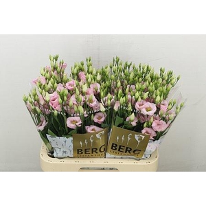 EUS E PICCO CLAIRE L PINK