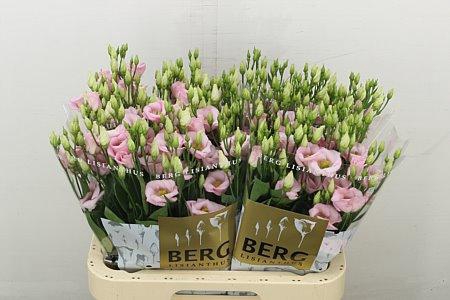 <h4>EUS E PICCO CLAIRE L PINK</h4>