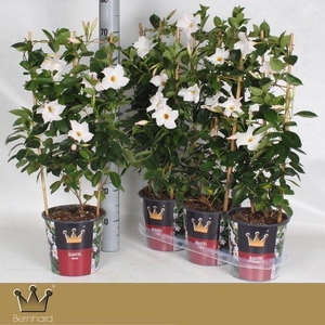 MANDE DI JADE WHITE
