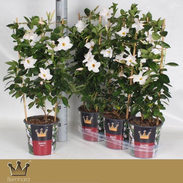 <h4>Mande Di Jade White</h4>