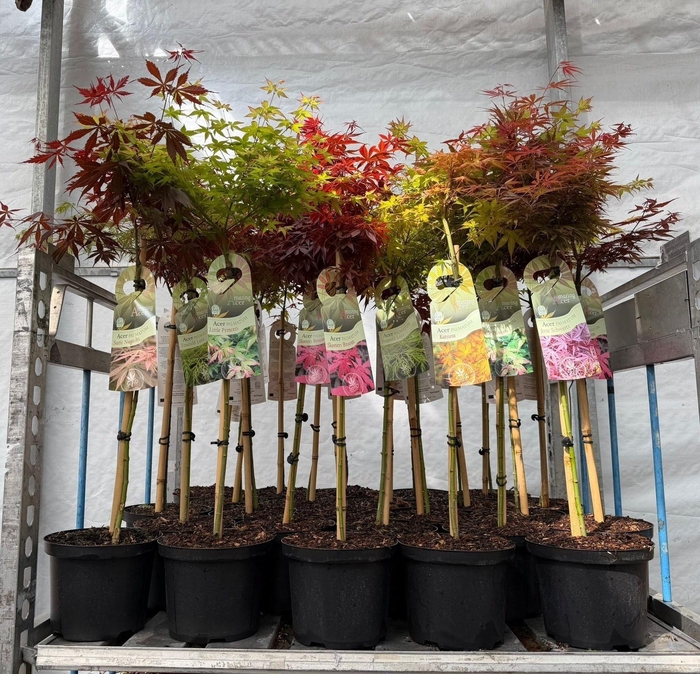 <h4>ACER PALMATUM</h4>