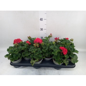 Pelargonium zona. 'Tosca Bernd'