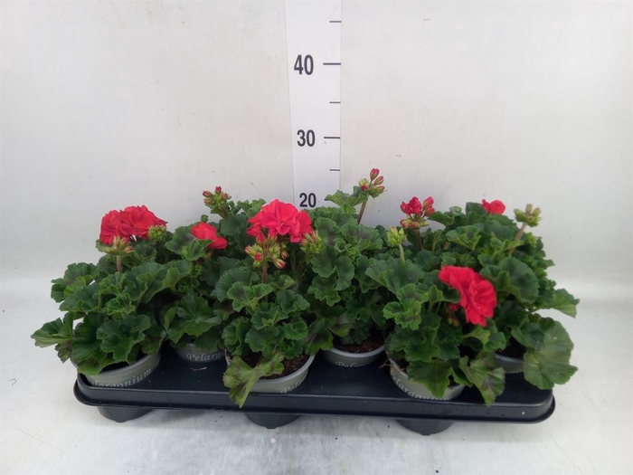 <h4>Pelargonium zona. 'Tosca Bernd'</h4>