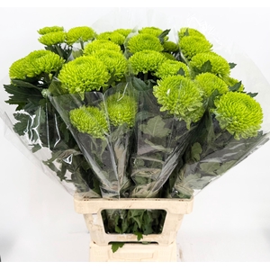 Chrysanthemum Bombellini