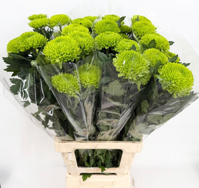 <h4>Chrysanthemum Bombellini</h4>