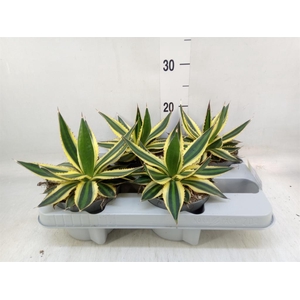 Agave lophantha 'Quadricolor'
