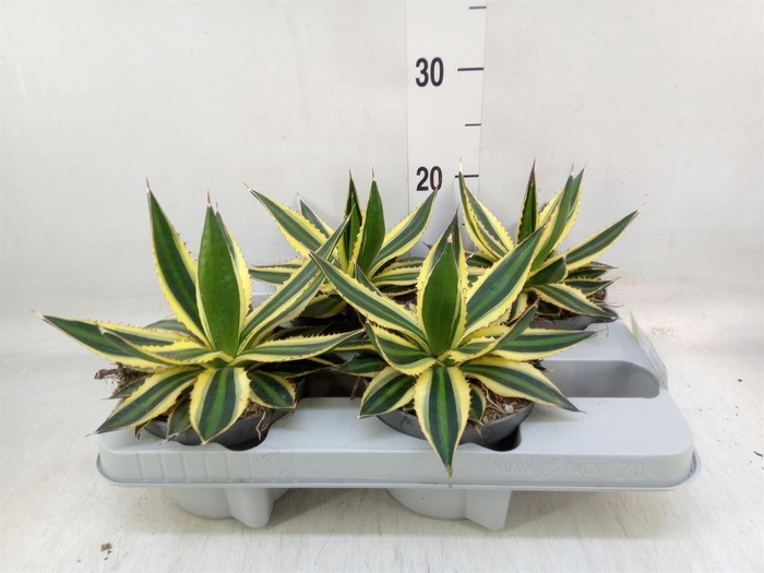 <h4>Agave lophantha 'Quadricolor'</h4>