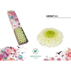 Germini Pomponi Kermit Doos