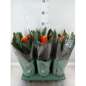 Guzmania  'Tala'