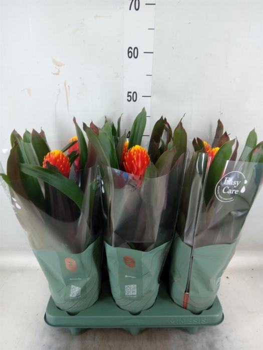 <h4>Guzmania  'Tala'</h4>