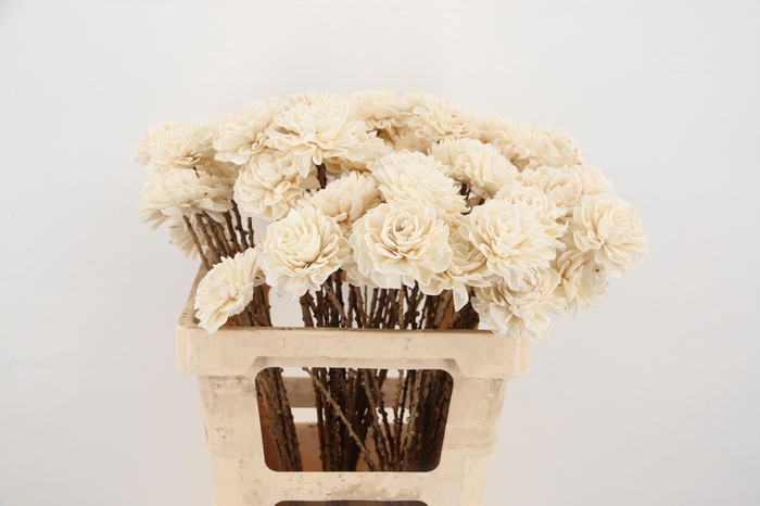 <h4>HUIS EN TUINDECO H%</h4>