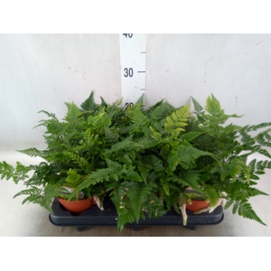 Humata tyermannii
