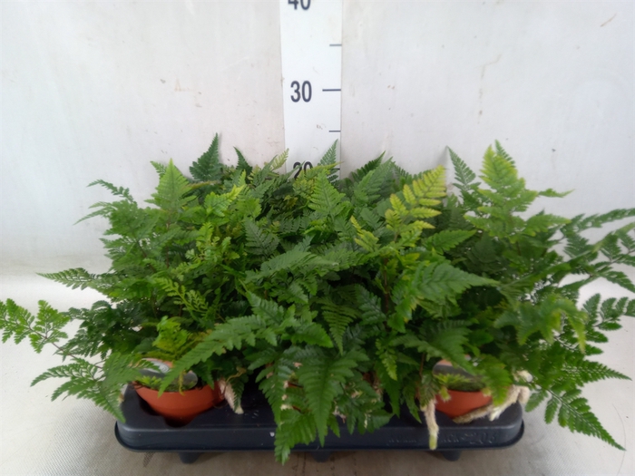 <h4>Humata tyermannii</h4>