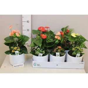 ARR ANTHURIUM