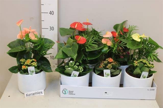 <h4>ARR ANTHURIUM</h4>