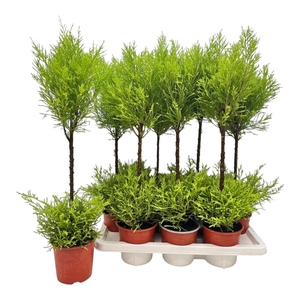 CUPR MA GOLDC WILMA
