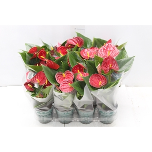 ANTHURIUM RED SUCCESS P09