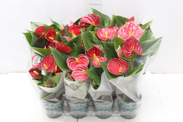 <h4>ANTHURIUM RED SUCCESS P09</h4>