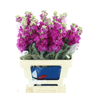 Matth Iron Pink
