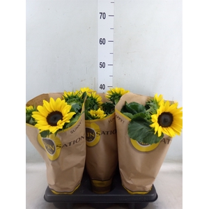 Helianthus an. 'Sunsation'