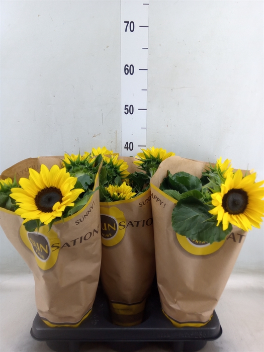 <h4>Helianthus an. 'Sunsation'</h4>