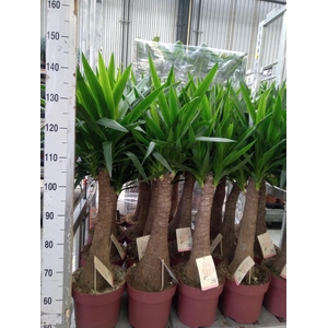 Yucca elephantipes   ...