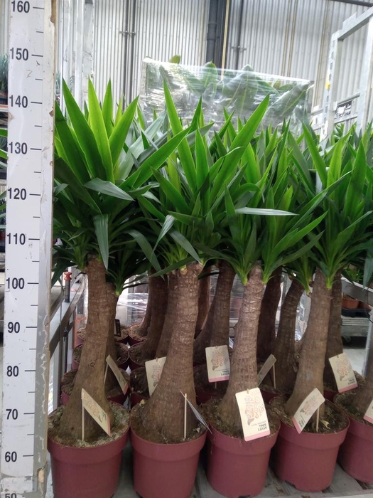 <h4>Yucca elephantipes   ...</h4>