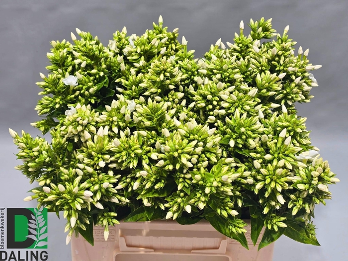 <h4>PHLOX P ICECAP</h4>