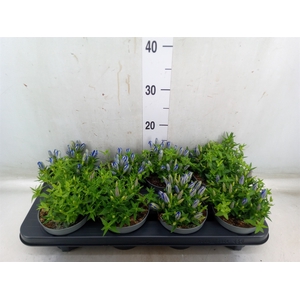 Gentiana  'Luis Blue'