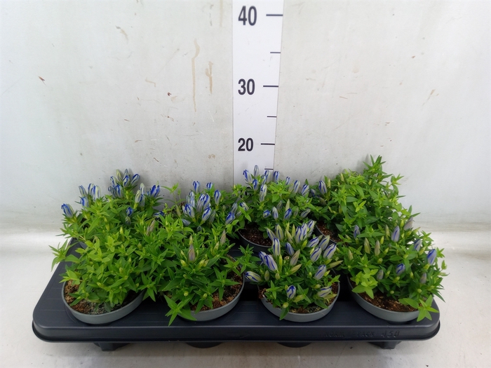 <h4>Gentiana  'Luis Blue'</h4>