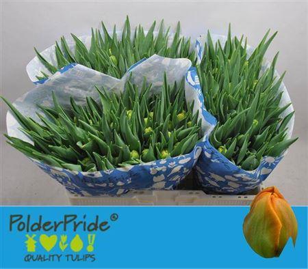 <h4>Tu Du Icoon</h4>