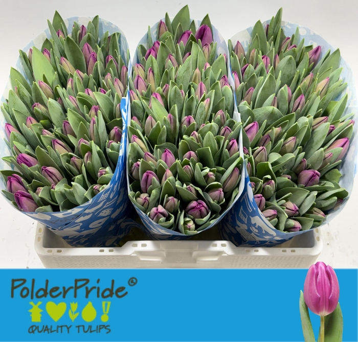 <h4>TU EN SYNAE SAMOUCO</h4>