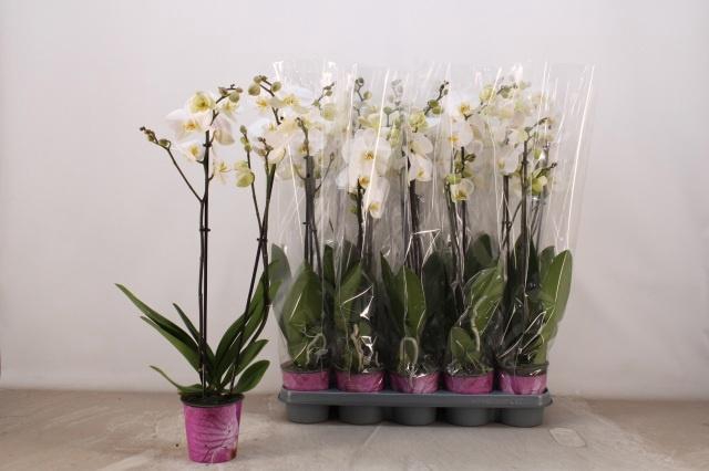 <h4>PHAL OV WIT</h4>