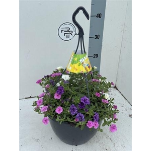 Petunia mixkar