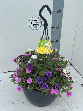 <h4>Petunia mixkar</h4>